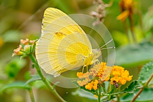 Beautiful Eurema Alitha Grass Yellow butterfly rests among the foliage of a garden