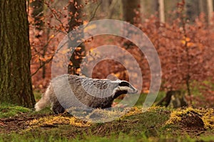 Beautiful European badger Meles meles - Eurasian badger