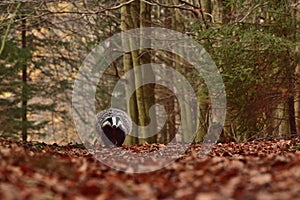 Beautiful European badger Meles meles - Eurasian badger