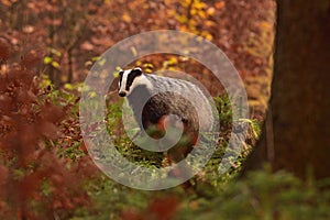 Beautiful European badger Meles meles - Eurasian badger