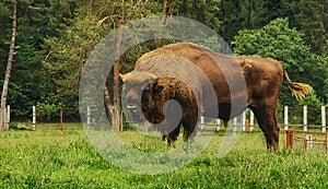 A beautiful European Bison exemplar photo