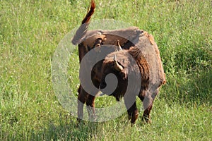 Beautiful European bison almost extinct and recovered eating grass photo