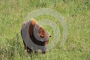Beautiful European bison almost extinct and recovered eating grass photo