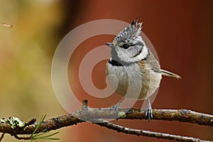 A beautiful European Crested Tit, lophophanes cristatus