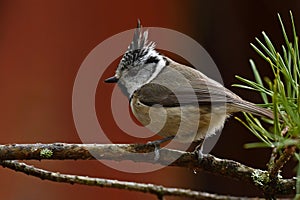 A beautiful European Crested Tit, lophophanes cristatus