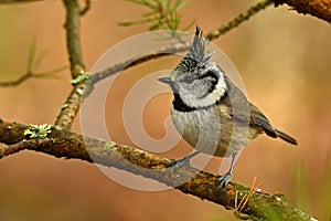 A beautiful European Crested Tit, lophophanes cristatus photo