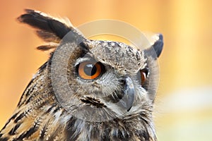 A beautiful European Eagle Owl