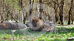 A beautiful European grey wolf resting and sleeping on the grass on a sunny day