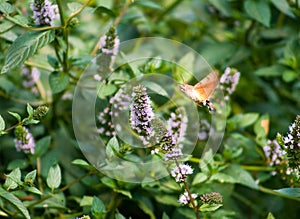 Beautiful European hummingbird looking for food among the flowers photo