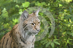 A beautiful European lynx during summer, Norrbotten, Sweden