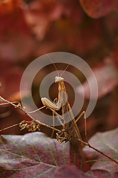 beautiful european mantid or praying mantiss religiosa on red smoke tree leaves, coggygria cotinus. Soft focused vertical macro