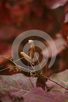 beautiful european mantid or praying mantiss religiosa on red smoke tree leaves, coggygria cotinus. Soft focused vertical macro