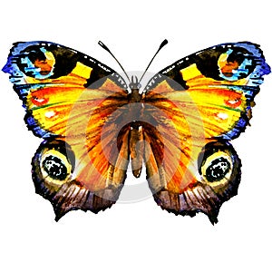 Beautiful European Peacock butterfly with open wings, top view, isolated, watercolor illustration on white