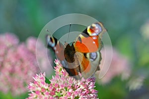 beautiful european peacock butterfly on sedum telephium