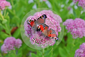 beautiful european peacock butterfly on sedum telephium