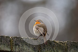 Beautiful European Robin