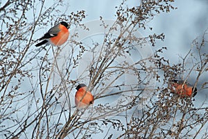 Beautiful European winter bird Eurasian Bullfinch, Pyrrhula pyrrhula feeding on weed seeds