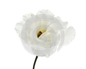 Beautiful Eustoma flower on white background