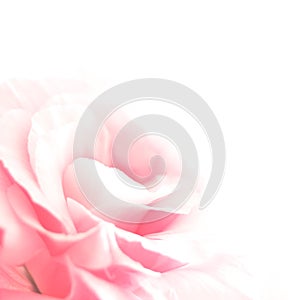 Beautiful Eustoma Flower on the White Background