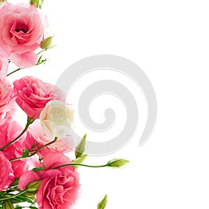 Beautiful Eustoma Flowers on the White Background photo