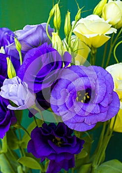 Beautiful Eustoma flowers on white background, top view. Bouquet of violet, white, pink flowers Eustoma