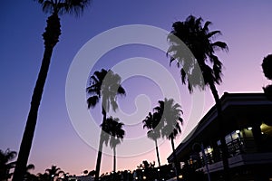 beautiful evening background. palm trees at sunset, heavenly radiance