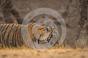 On a beautiful evening A male tiger cub on the prowl at Ranthambore National Park