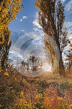 Beautiful evening scene in the forest with sun rays and long shadows