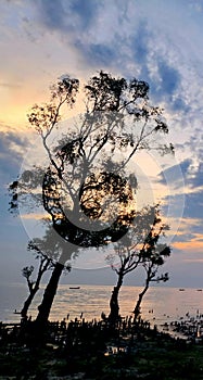 Beautiful evening sky behind dark tree