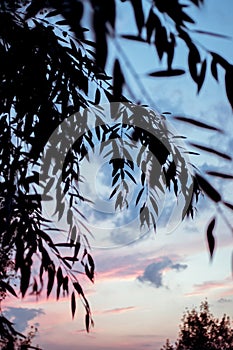 Beautiful evening sky with silhouettes of willow leaves in the foreground, sunset, selective focus