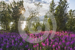 Beautiful evening summer Norwegian landscape with a lake and flowers in the foreground