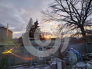 A beautiful evening sunset, behind an oak tree without leaves and tall fir trees in the village, over an old skewed barn