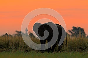 Beautiful evening after sunset with elephant. African Elephant walking in the water yellow and green grass. Big animal in the