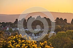 Beautiful evening view of Dublin Mountains, houses and roofs, wild yellow gorse Ulex flowers and tree branches in golden sunligh