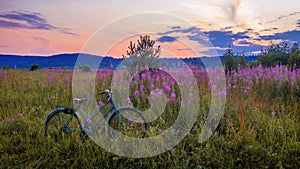 A beautiful evening view of a green meadow with purple ivan-tea flowers and a bike in the foreground.