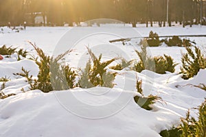 Beautiful evergreen bushes under lay of snow with sun rays in winter frosty sunny day in park. Nature background in warm colors.