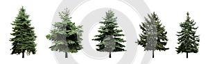 Beautiful evergreen fir trees on white background, collage. Banner design