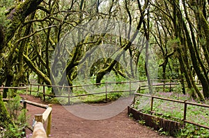 Beautiful evergreen forest in Garajonay national park on La Gomera island.