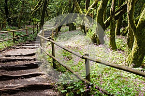 Beautiful evergreen forest in Garajonay national park on La Gomera island.