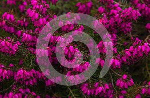 Beautiful evergreen Purple Erica carnea (spring alpine heath) Flowers. photo
