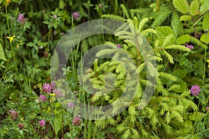 Beautiful evergreen young spruce tree with light green shoots with grass and field flowers. Eco environment.