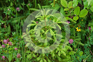 Beautiful evergreen young spruce tree with light green shoots with grass and field flowers. Eco environment.