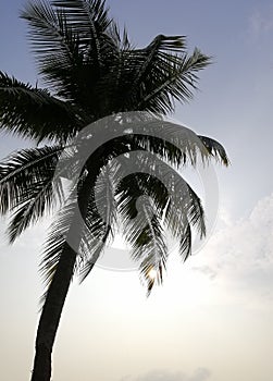Beautiful everning view, coconut tree silhouette. Nature and sun set concept photo