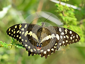 Citrus swallowtail