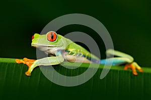 Beautiful exotic animal from central America. Red-eyed Tree Frog, Agalychnis callidryas, animal with big red eyes, in the nature h