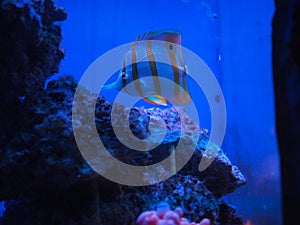 Beautiful exotic aquarium fish in a large aquarium