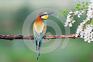 Beautiful exotic bird sitting on a branch