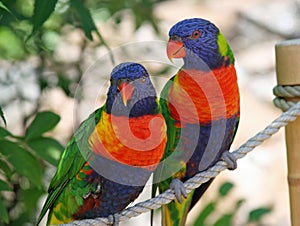 Beautiful exotic birds img