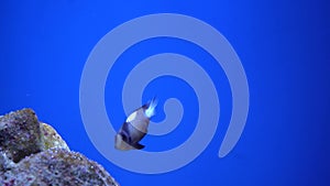 Beautiful exotic black fish on the background of corals underwater in the Maldivian sea. Scuba diving in a world of