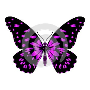 Beautiful exotic butterfly of motley purple-black color. Vector  illustration on a white background.